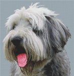 (image for) Old English Sheepdog